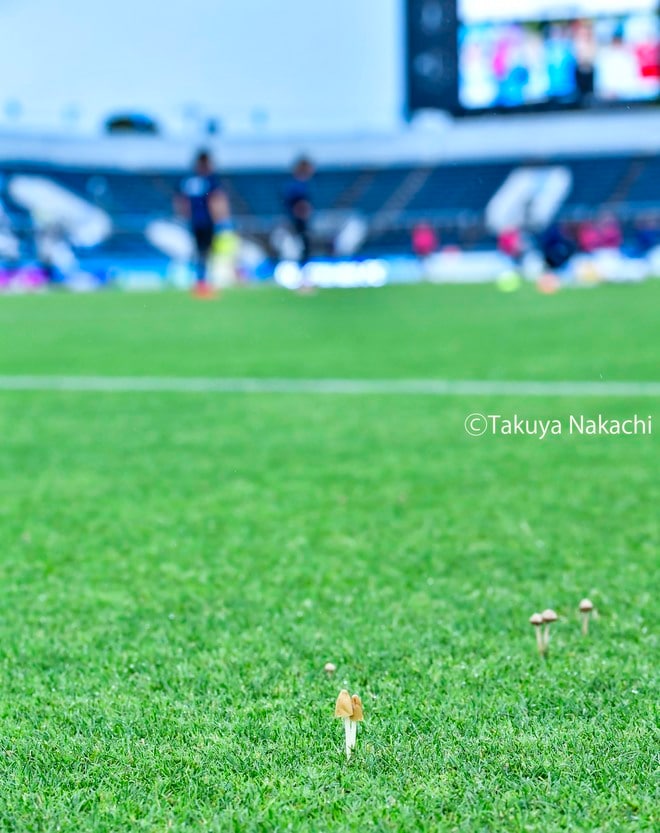 横浜FC-ＦC東京のピッチが「キノコ」だらけ！ 梅雨のJ1「衝撃珍事」の画像001
