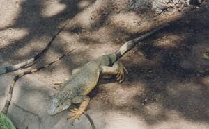 後藤健生の｢蹴球放浪記｣第259回｢世界の“珍獣”たちとの出会い｣の巻(2)レースも盛んな｢中東のラクダ｣、感心した｢上海のパンダ｣、落ちてきた｢南米のイグアナ｣、食べたのはの画像